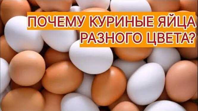 Белые и коричневые яйца – в чём разница и какие лучше Белые и коричневые яйца – в чём разница и какие лучше
