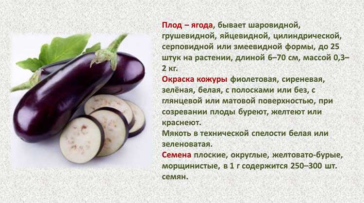 Чем полезен баклажан для здоровья человека?