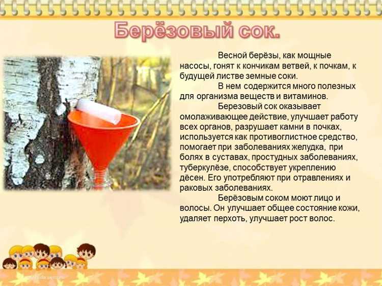 Почему весной стоит пить живительную влагу березы