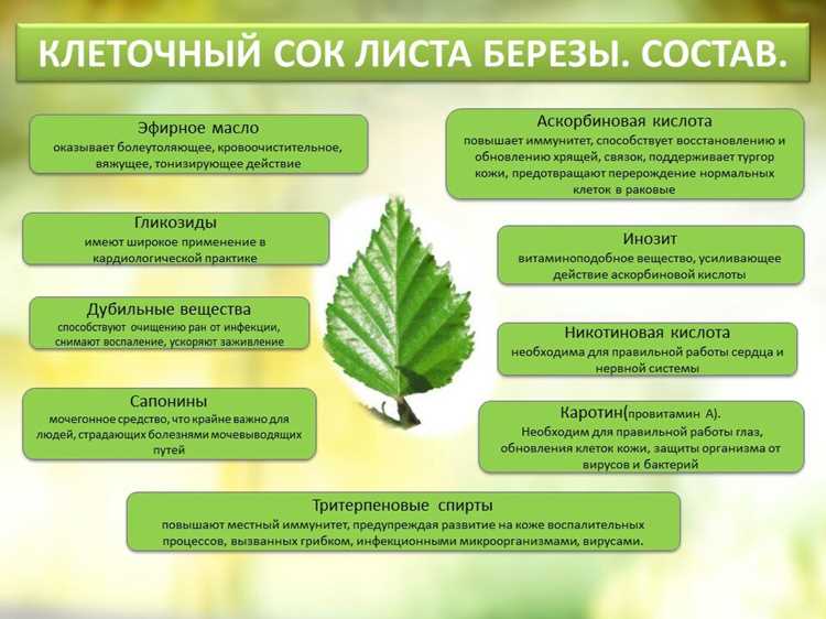 Чем полезен березовый – свойства для организма человека Чем полезен березовый – свойства для организма человека