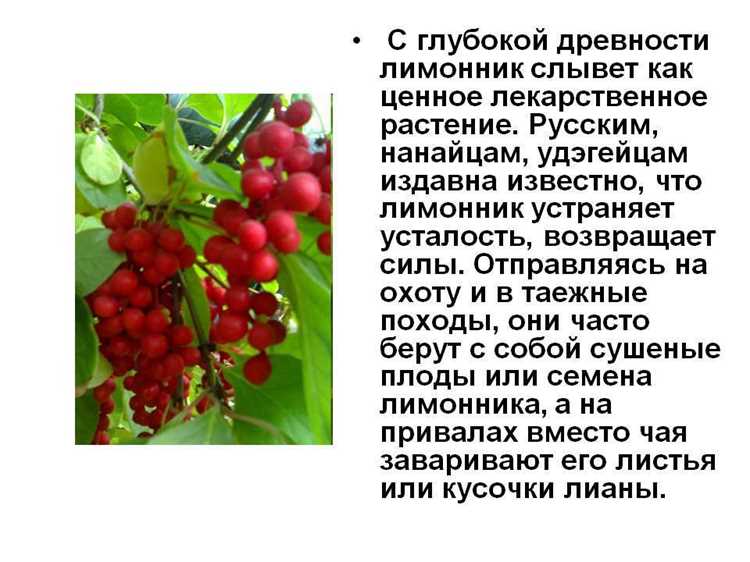 Чем полезен дальневосточный лимонник для организма Чем полезен дальневосточный лимонник для организма
