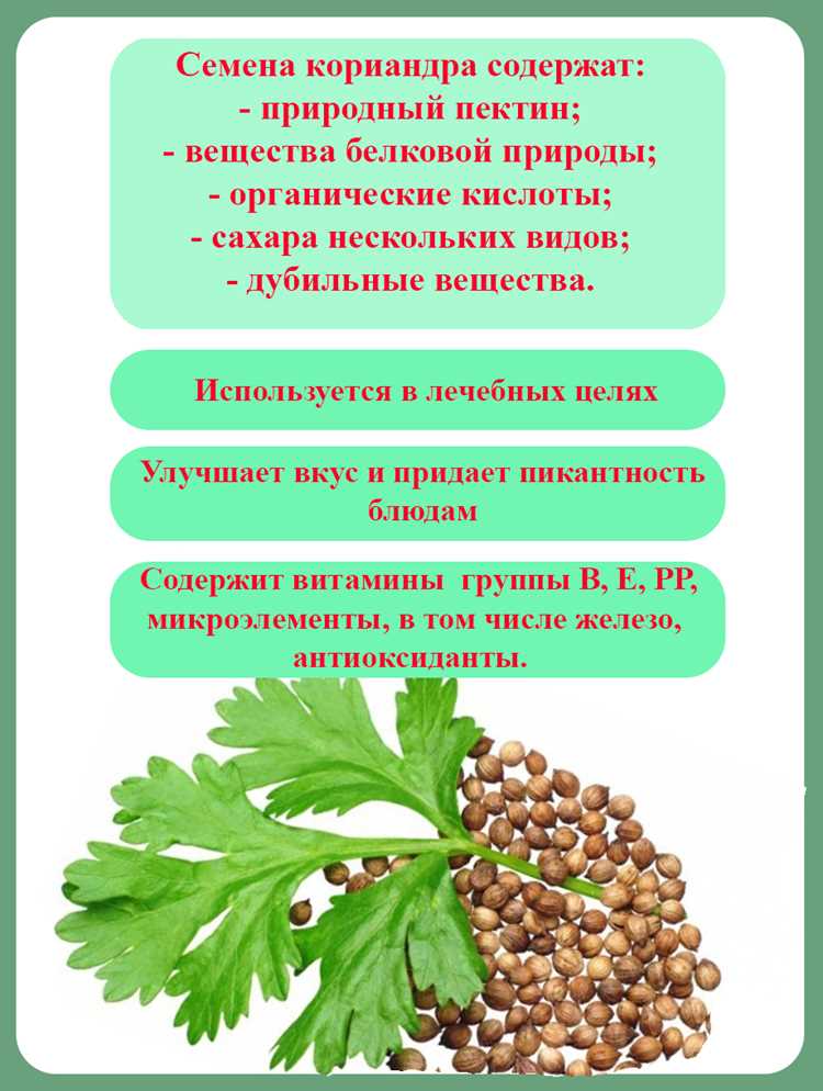 Способы применения семян кориандра для укрепления иммунитета