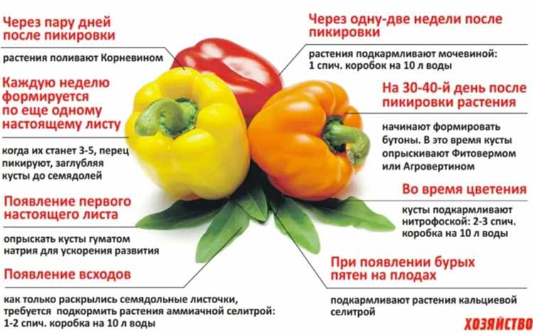 Что скрывается внутри: почему этот овощ – настоящий суперфуд