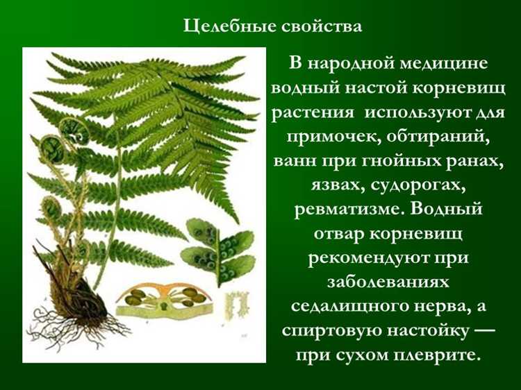 Какие витамины и минералы содержатся в папоротнике и как они влияют на здоровье