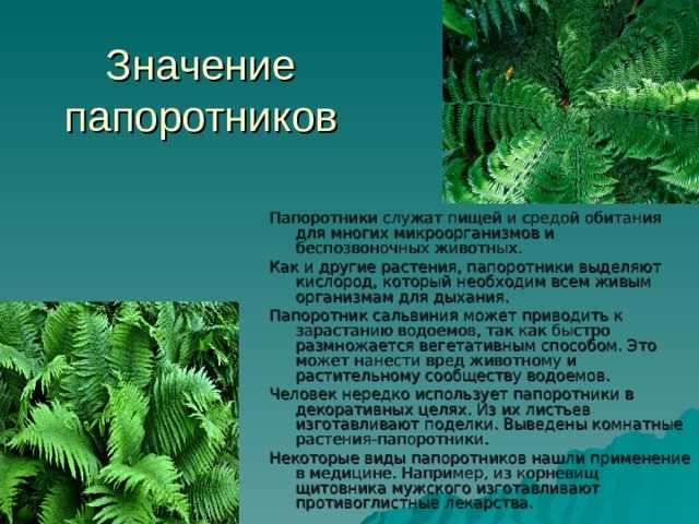 Что скрывается в зелёных завитках?
