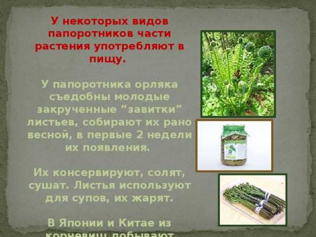 Чем полезен папоротник для организма человека и его свойства