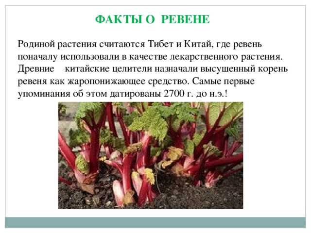 Я, например, добавляю ревень в смузи – кислинка отлично балансирует сладость банана или яблока. Пробовала и в выпечку: пирог с ревенем и клубникой – это как «Игра престолов», только вместо драконов – вкусный десерт. Но помните: ревень, как и любой продукт, хорош в меру. Не стоит объедаться им на ночь – кислота может разбудить ваш желудок, и тогда вместо сна вы получите ночной сериал под названием «Изжога».