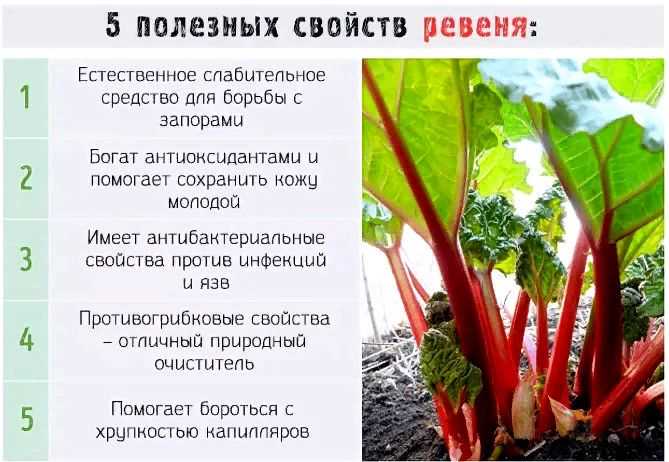 Что скрывается в этих розовых стеблях: польза, которая удивляет