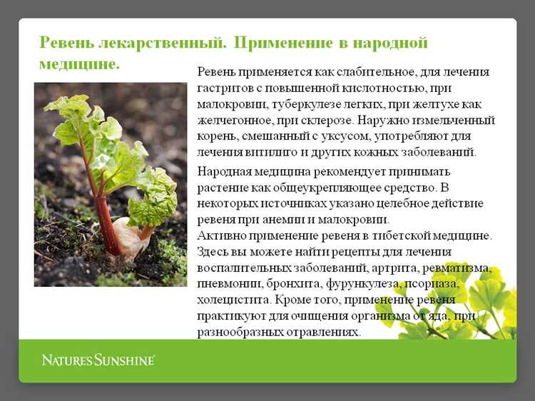 Чем полезен ревень для человека и его вредные свойства