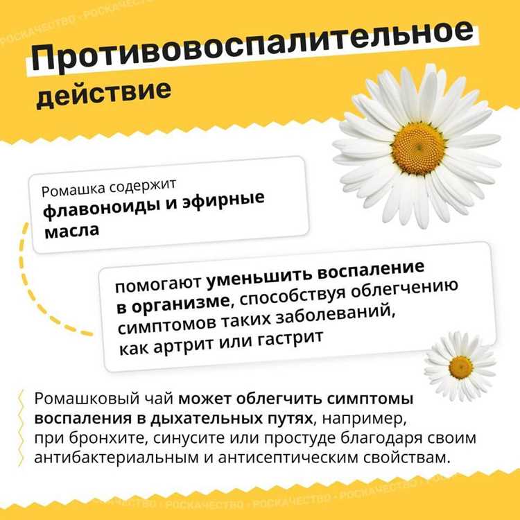 Чем полезен ромашковый чай – свойства и противопоказания