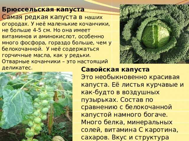 Чем полезна брюссельская капуста для организма человека