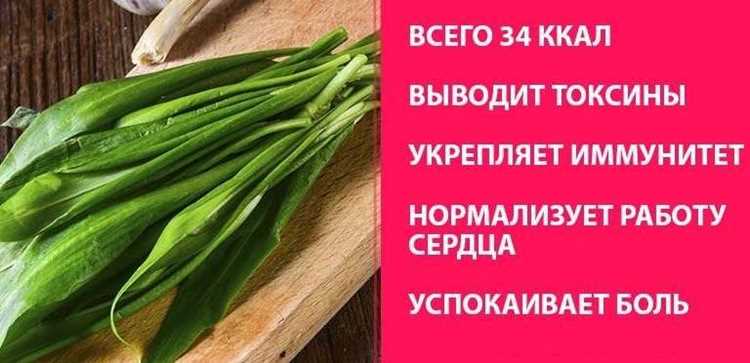 Чем полезна черемша для женщин и чем вредна Чем полезна черемша для женщин и чем вредна