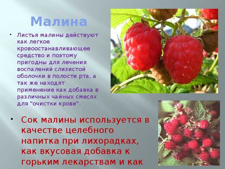 Красота без фильтров: как использовать ягоды и листья для ухода за собой
