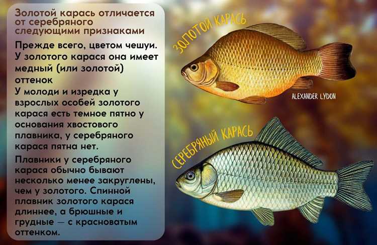 Что скрывается под чешуей: состав, который удивит