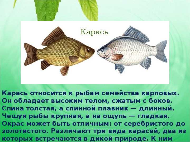 Кому особенно стоит обратить внимание на эту рыбку
