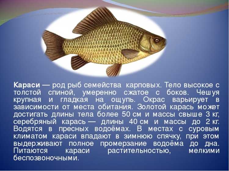 Чем полезна рыба карась – свойства для человека