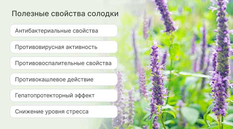 Лакрица в кулинарии: от чая до десертов