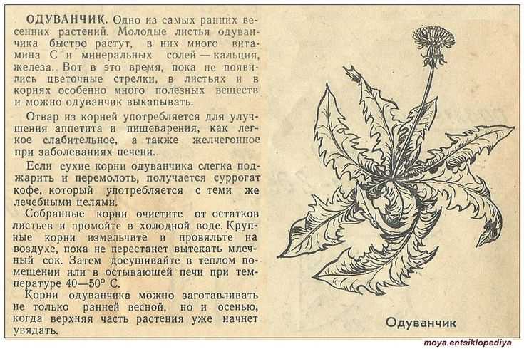 Как не перепутать одуванчик с ядовитыми двойниками