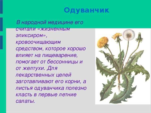 Чем полезны корни, цветки и листья одуванчика