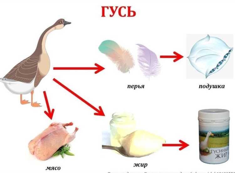Как гусиное мясо влияет на работу сердечно-сосудистой системы