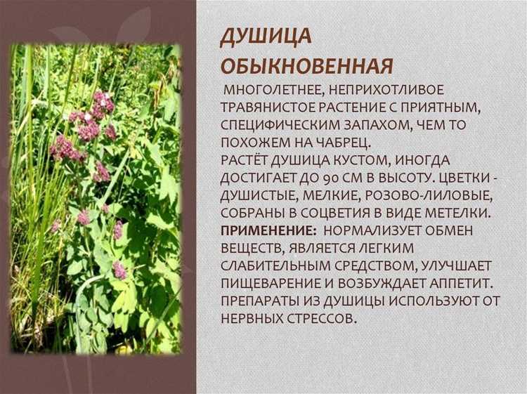Чем полезно растение орегано – свойства и противопоказания