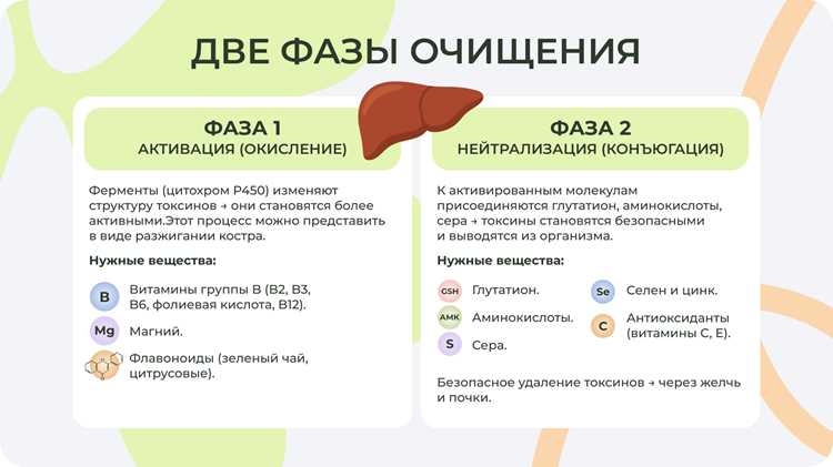 Детокс организма: правда, мифы и эффективные методы очищения