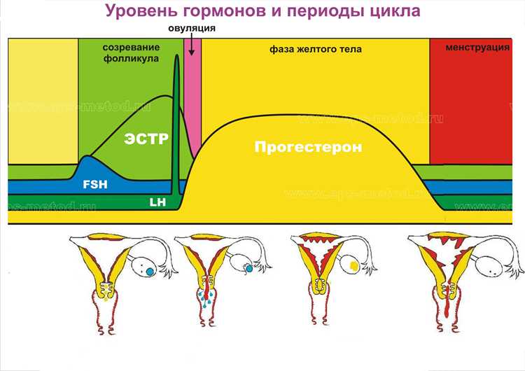 Гормоны и кожа: как менструальный цикл влияет на вашу красоту