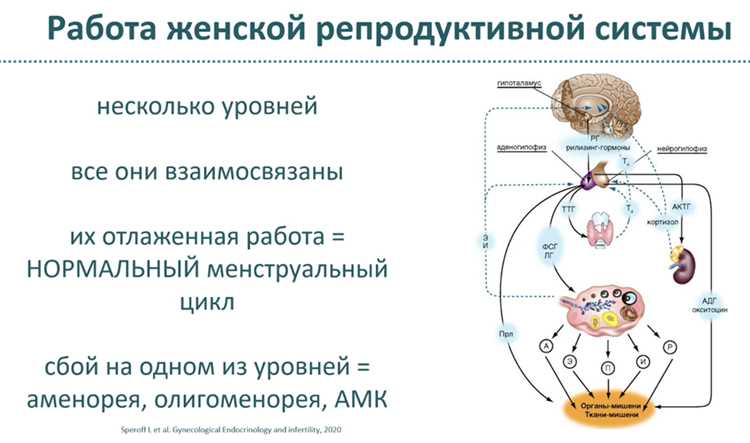 Как менструальный цикл влияет на продуктивность и энергию