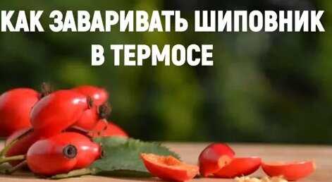 Как правильно заваривать шиповник в термосе и кастрюле и принимать его Как правильно заваривать шиповник в термосе и кастрюле и принимать его