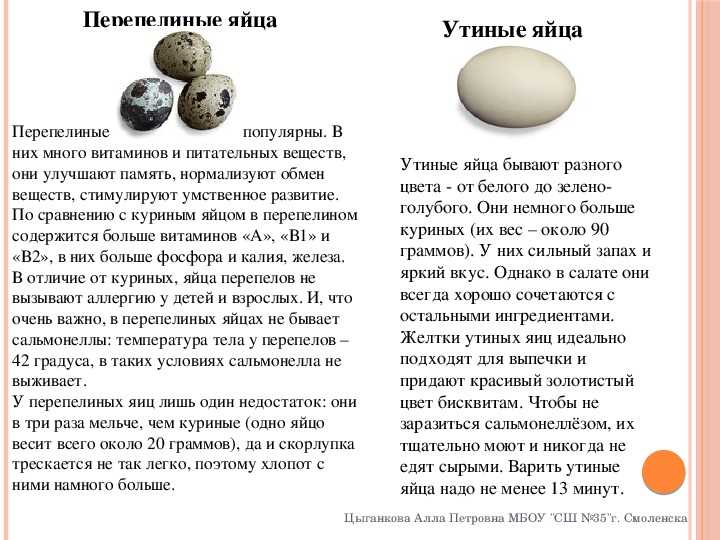 Куриные и перепелиные яйца – отличия и польза