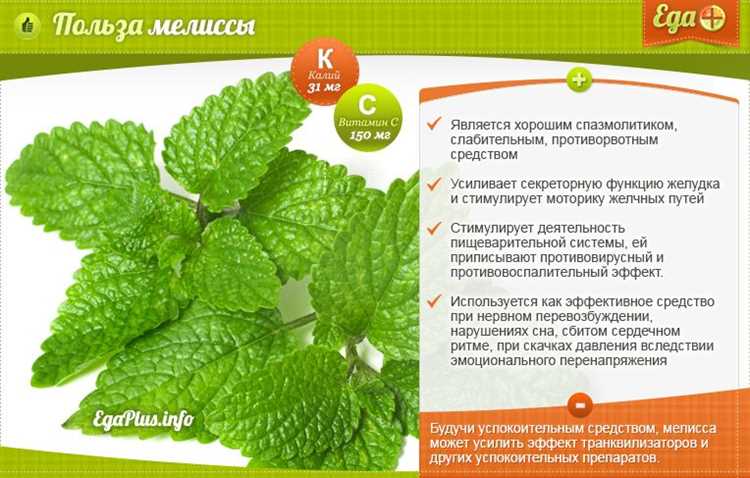 Полезные и вредные свойства мелиссы для женщин