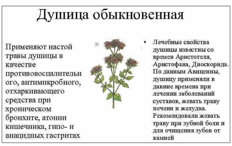 Полезные свойства душицы и противопоказания для женщин