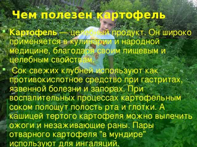 Чем удивляет обычный клубень: факты, которые заставят пересмотреть отношение
