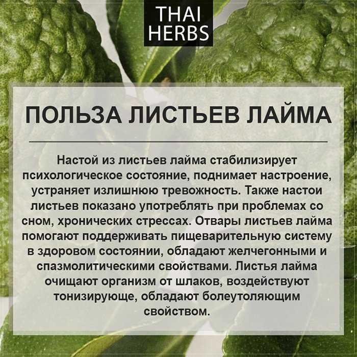 Как выбрать лайм, чтобы он не разочаровал