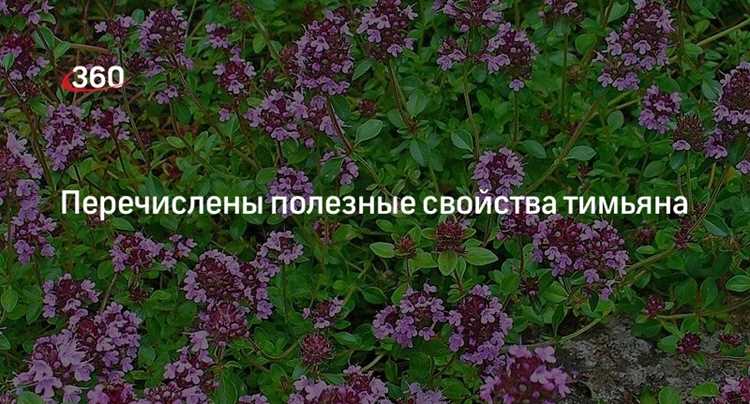 Что умеет эта скромная травка: от простуды до стресса
