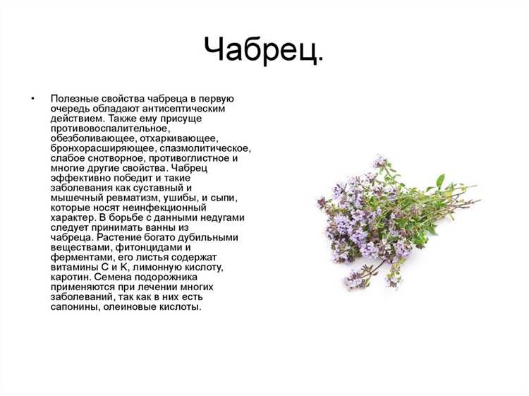 Полезные свойства тимьяна и противопоказания к применению растения Полезные свойства тимьяна и противопоказания к применению растения