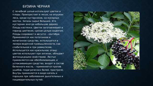 Чем она вообще знаменита – эта тёмная ягода с сомнительной репутацией?