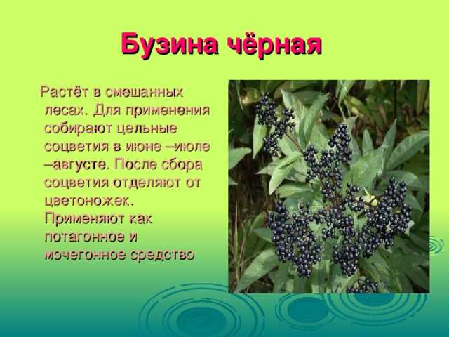 Польза и лечебные свойства черной бузины для человека Польза и лечебные свойства черной бузины для человека