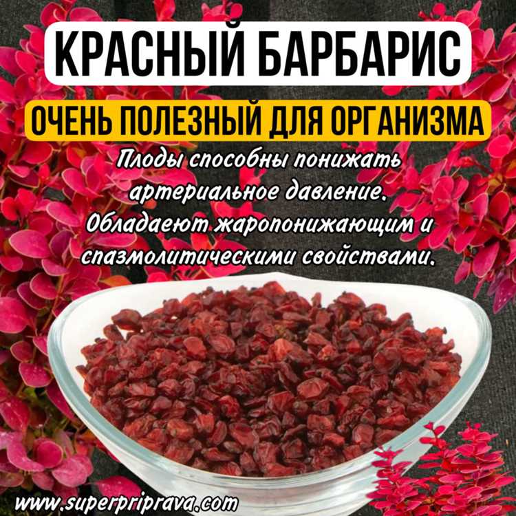 Как есть барбарис, чтобы не пожалеть: лайфхаки от тех, кто набил шишки