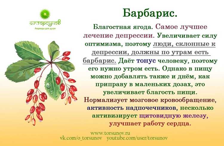 Польза и вред барбариса свежего и сушёного для здоровья организма человека