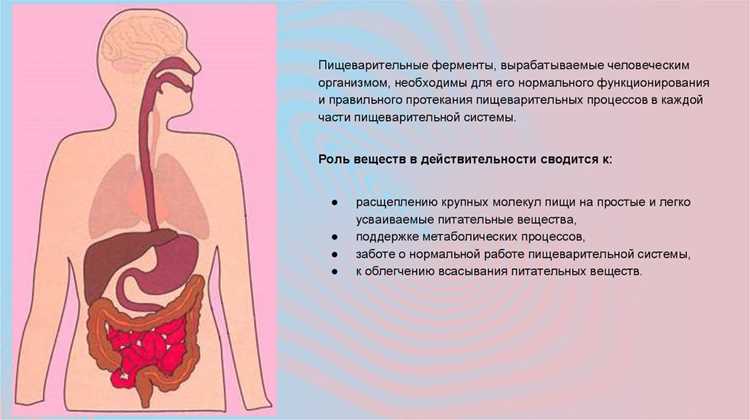 Продолжительность процесса пищеварения у здорового человека Продолжительность процесса пищеварения у здорового человека