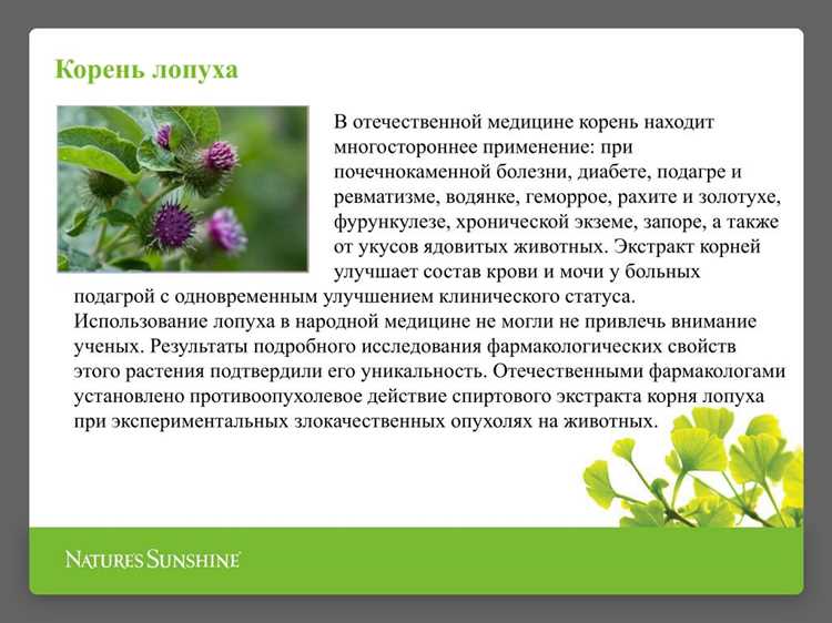 Свойства корня лопуха и противопоказания к применению Свойства корня лопуха и противопоказания к применению