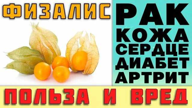Чем физалис может удивить даже самых привередливых едоков
