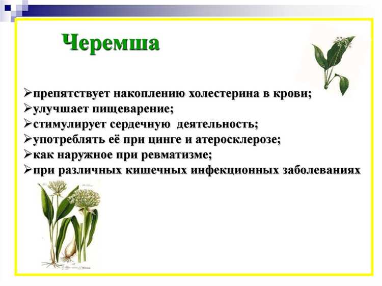 Какие витамины и минералы содержит черемша и как они влияют на здоровье