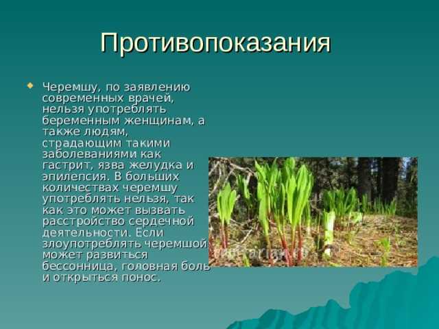 Когда черемша может навредить: кому стоит быть осторожнее