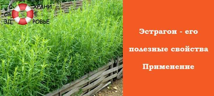 Как не превратить пользу во вред: правила безопасного использования